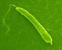「BIOZYME」（Healthy food by Euglena) - three months